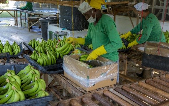 “Se van a dejar de producir 350.000 cajas de banano al año”: Asbama